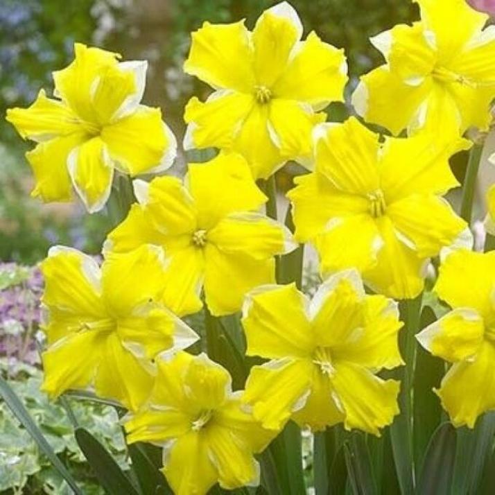 Нарциссы Банана Дайкири 6