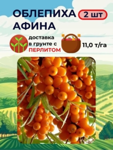Облепиха Афина