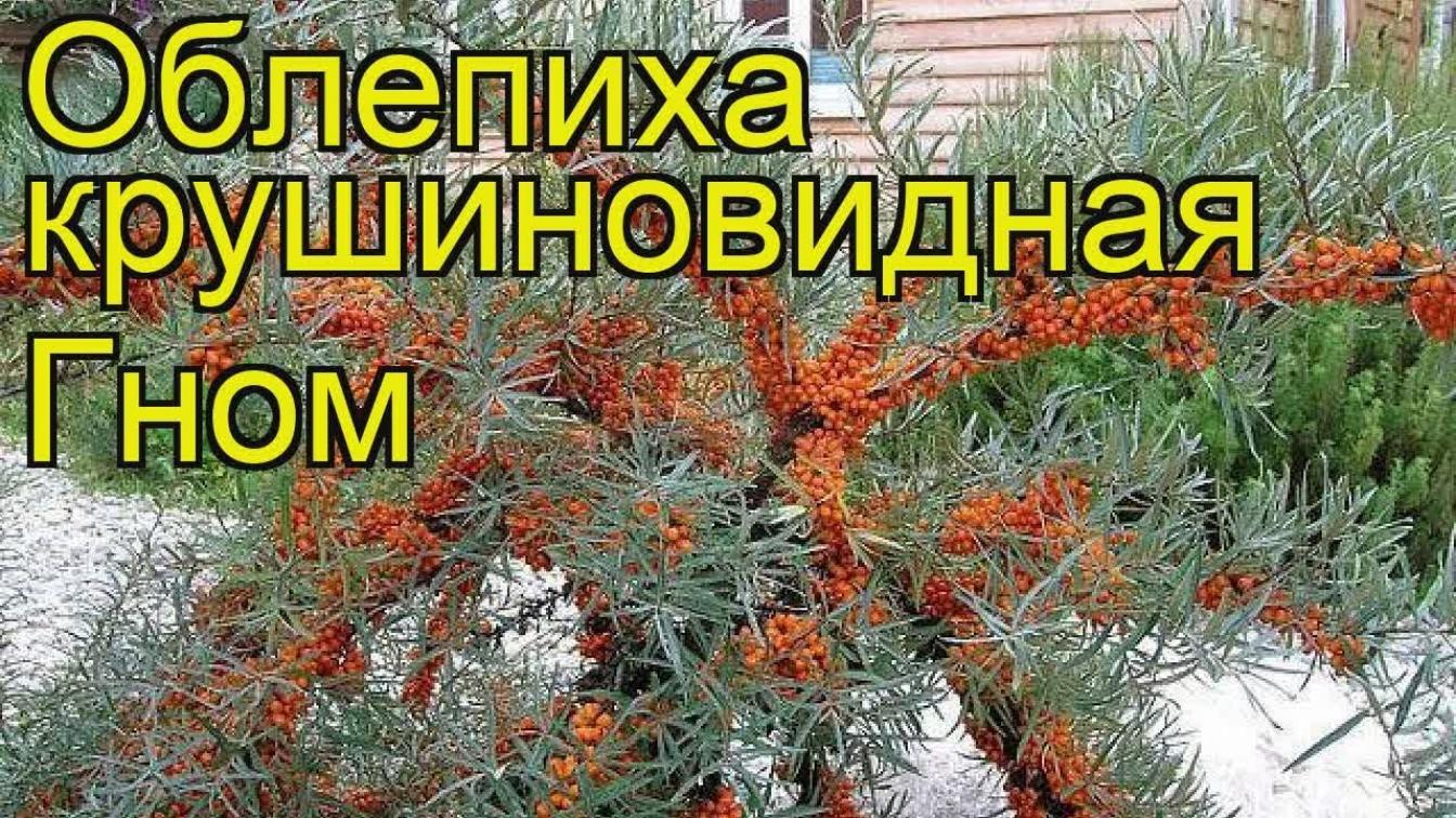 Облепиха Гном 2