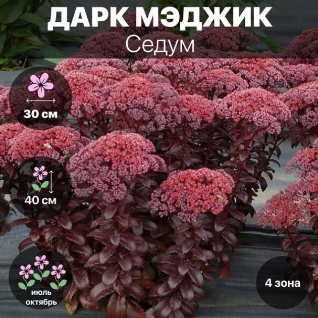 Очиток (седум) Дарк Мэджик