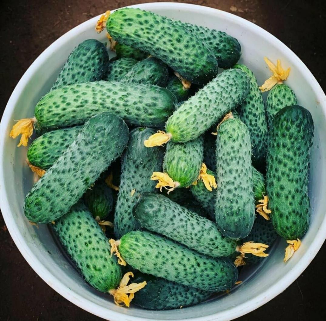 Огурец Актёр 3