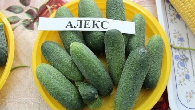 Огурец Алекс 3