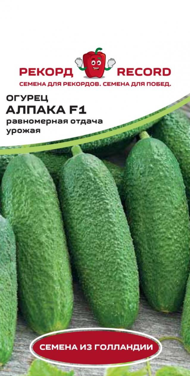 Огурец Алпака 2