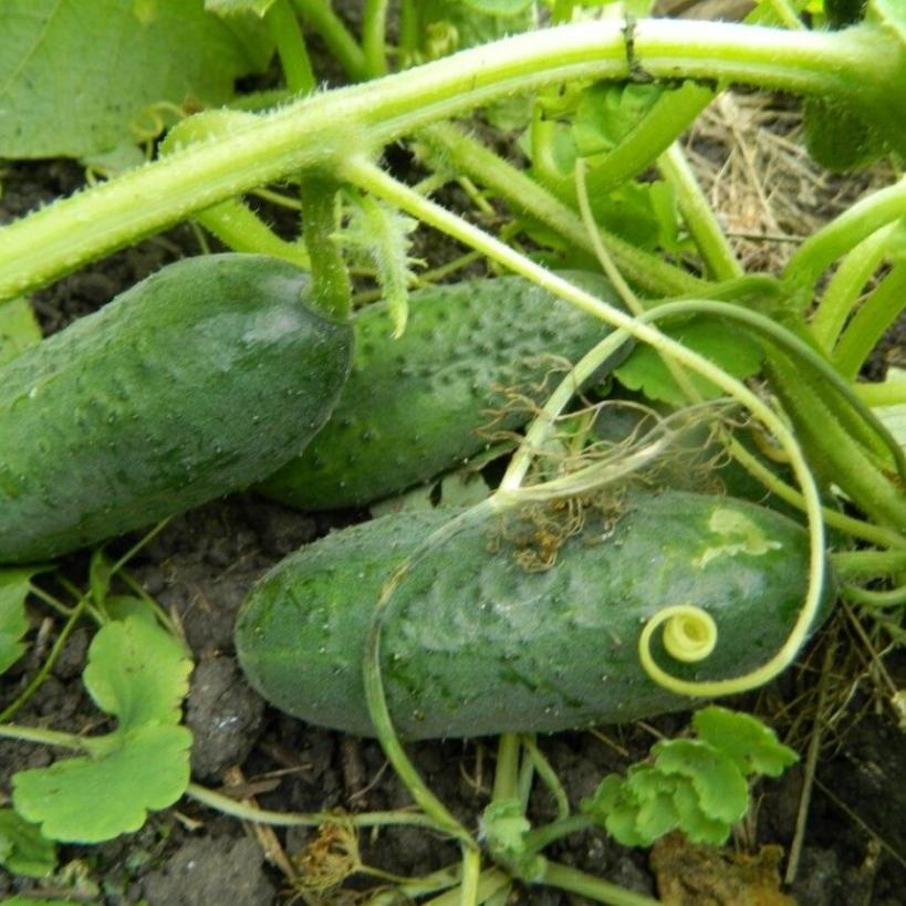 Огурец Амарок 3