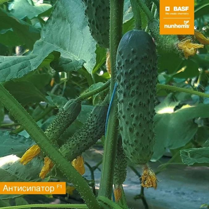 Огурец Антисипатор 3