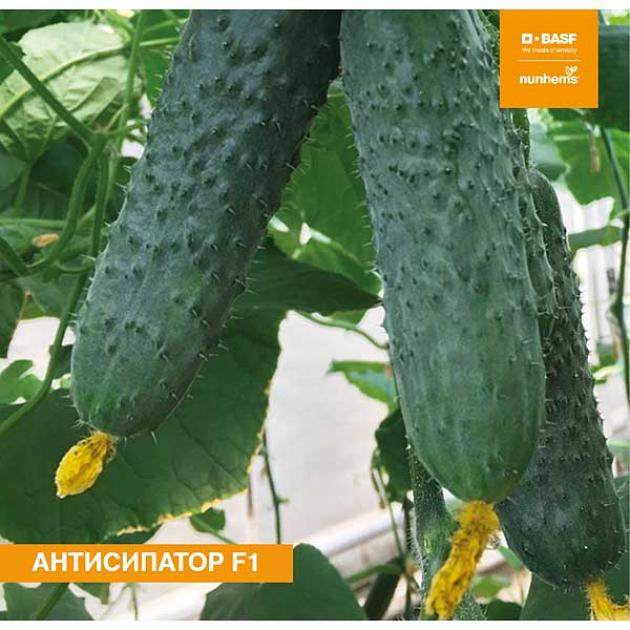 Огурец Антисипатор