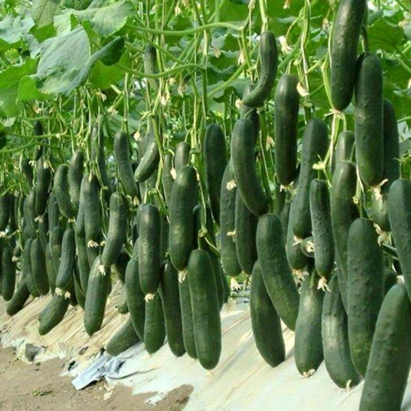 Огурец Арагорн 5