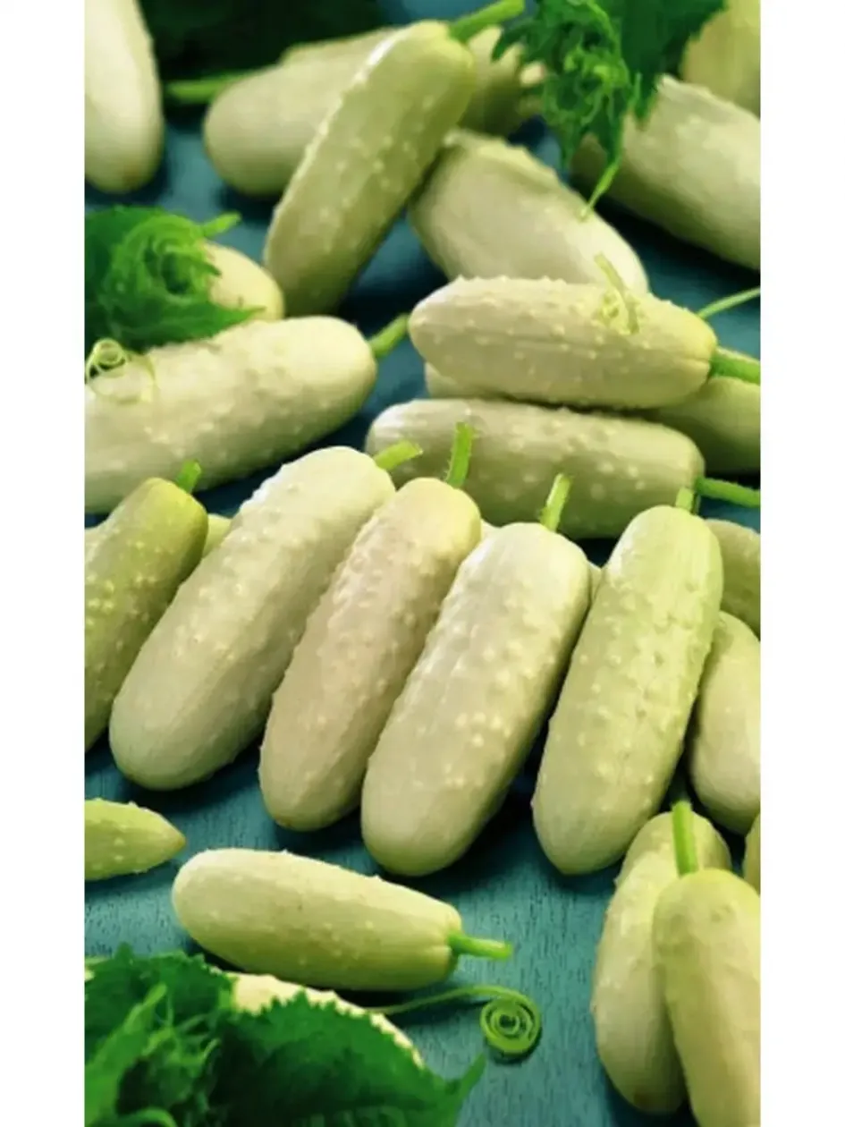 Огурец Белый сахар 2