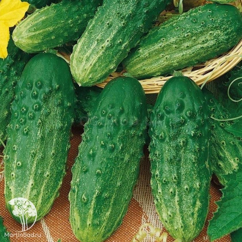Огурец Бочковой засолочный 2