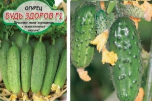 Огурец Будь здоров