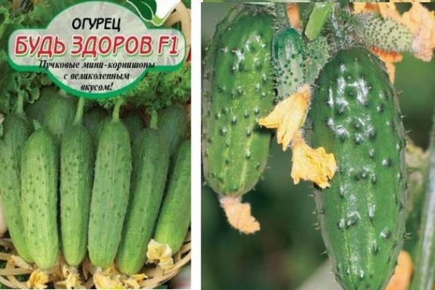 Огурец Будь здоров