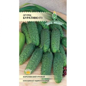 Огурец Буратино (агрофирма "Ильинична")