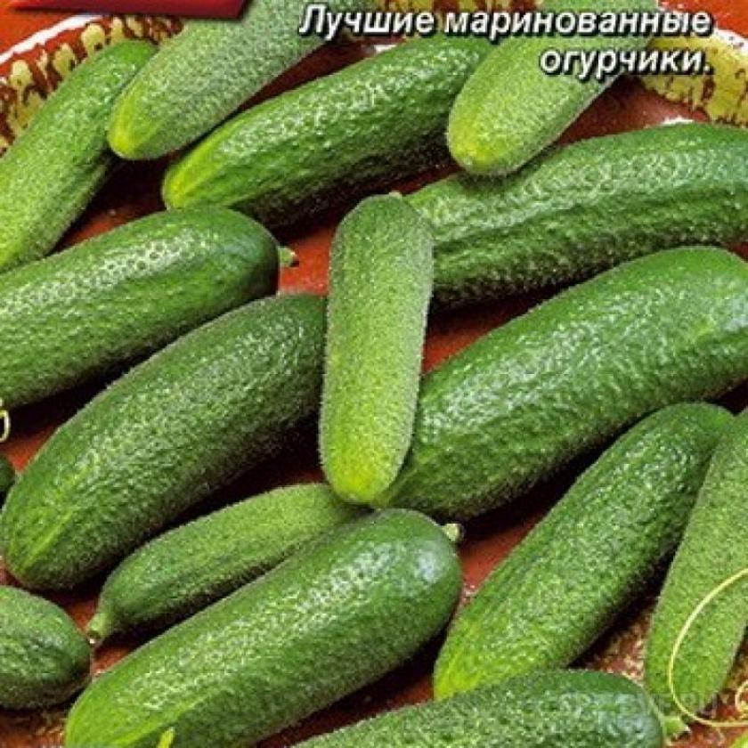 Огурец Бурундучок 4
