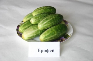 Огурец Ерофей