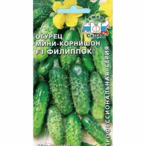 Огурец Филиппок