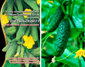Огурец Генеральский