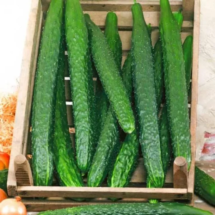 Огурец Гудвин