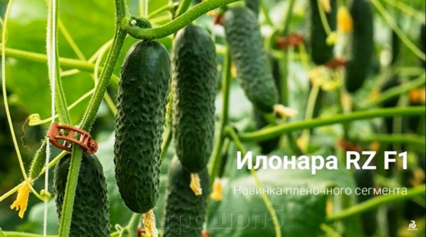 Огурец Илонара 2
