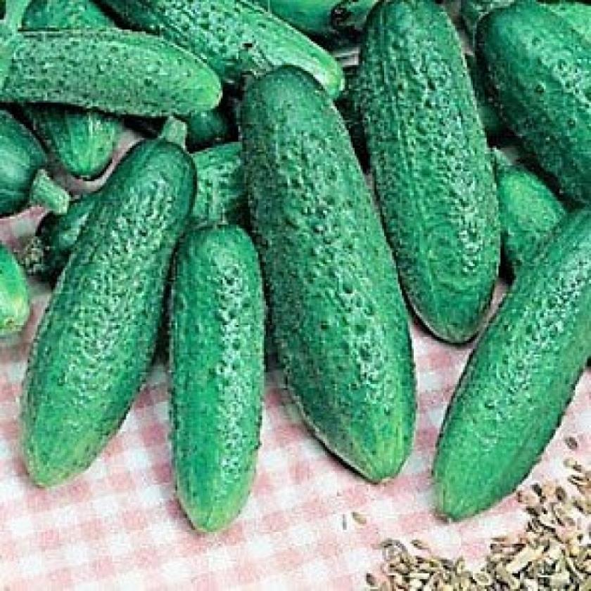 Огурец Изобильный