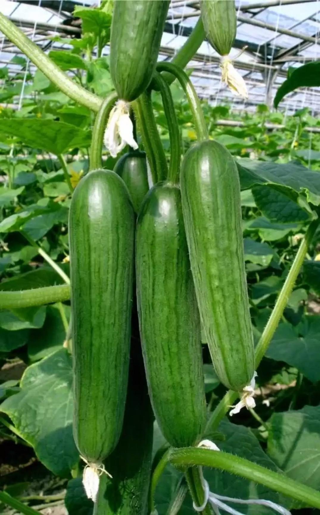 Огурец Кафкас 2