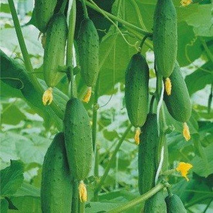 Огурец Калистрат 2