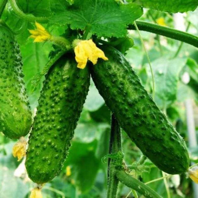 Огурец Калистрат
