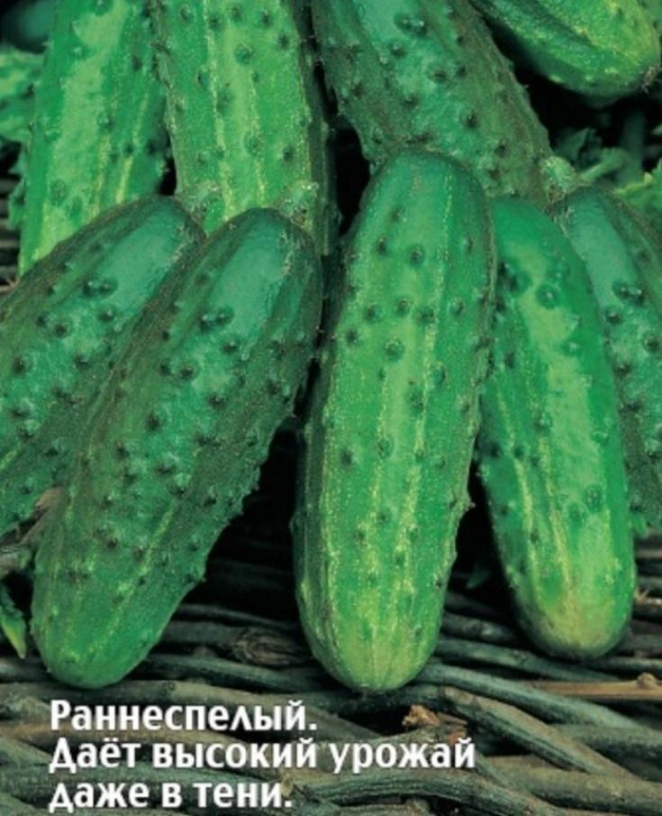 Огурец Каналья