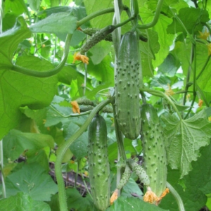 Огурец Карамболь