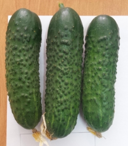 Огурец Кассиус