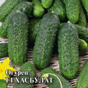 Огурец Хасбулат