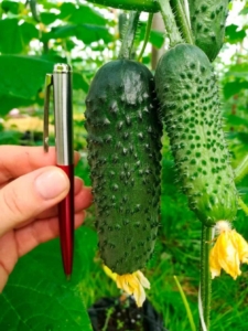 Огурец Киборг