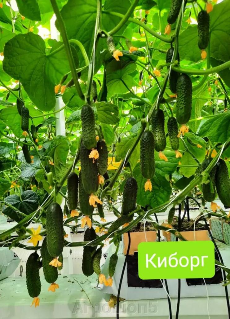 Огурец Киборг 4