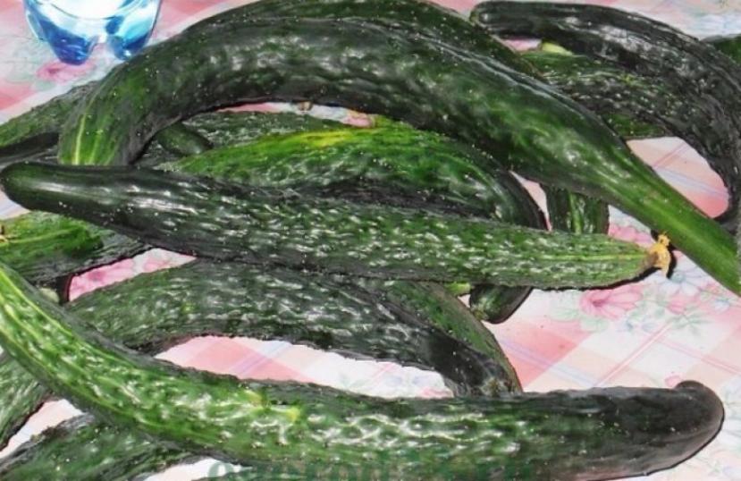 Огурец Китайский змей