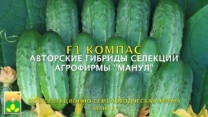 Огурец Компас