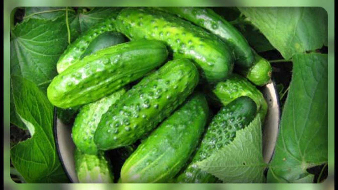 Огурец Королёк 2