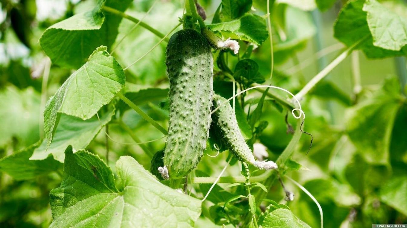 Огурец Куманек 2