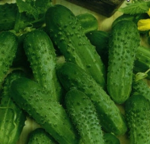 Огурец Куманек