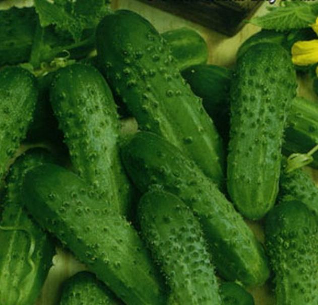 Огурец Куманек