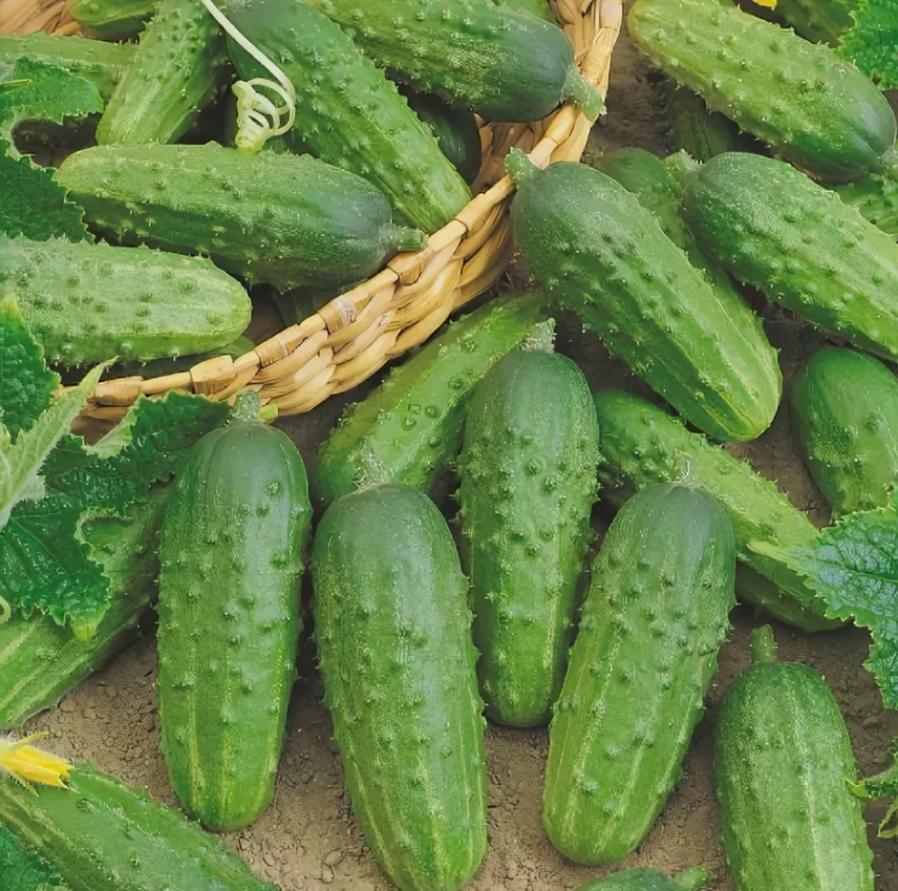Огурец Курносик 3
