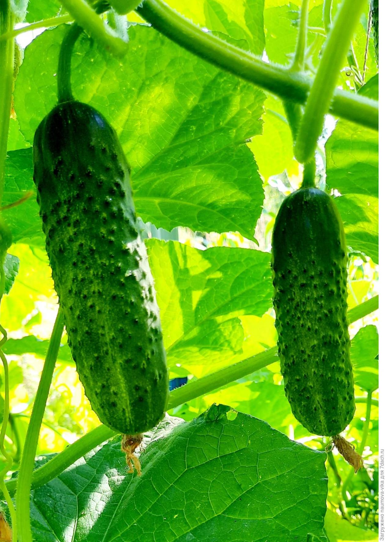 Огурец Курносик 4