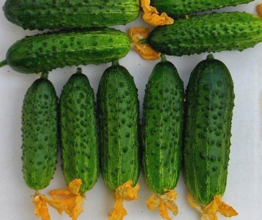 Огурец Кузнечик