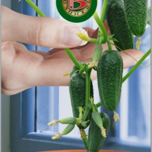 Огурец Квартирант