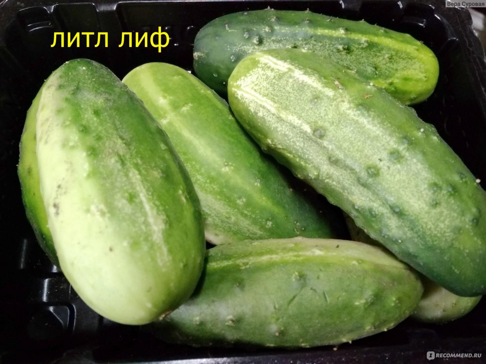 Огурец Литл Лиф 2
