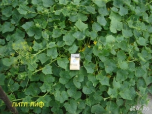 Огурец Литл Лиф