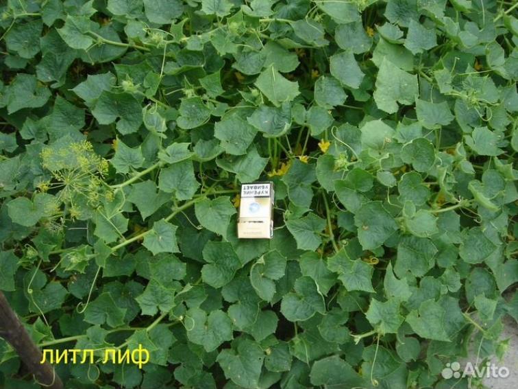 Огурец Литл Лиф