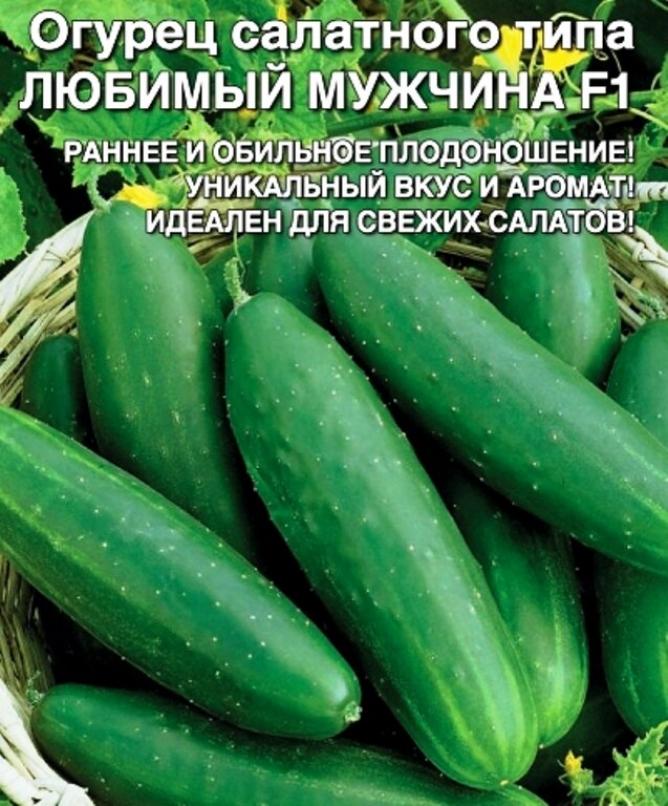 Огурец Любимый мужчина 2