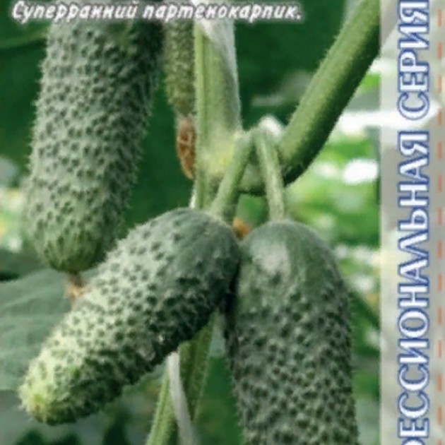 Огурец Мареса 2