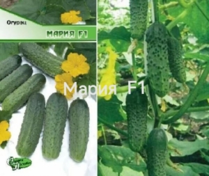 Огурец Мария