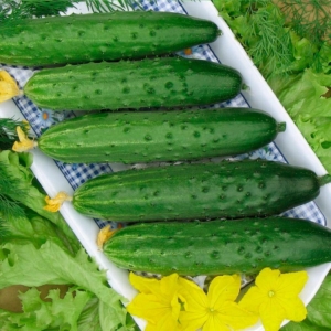 Огурец Микула