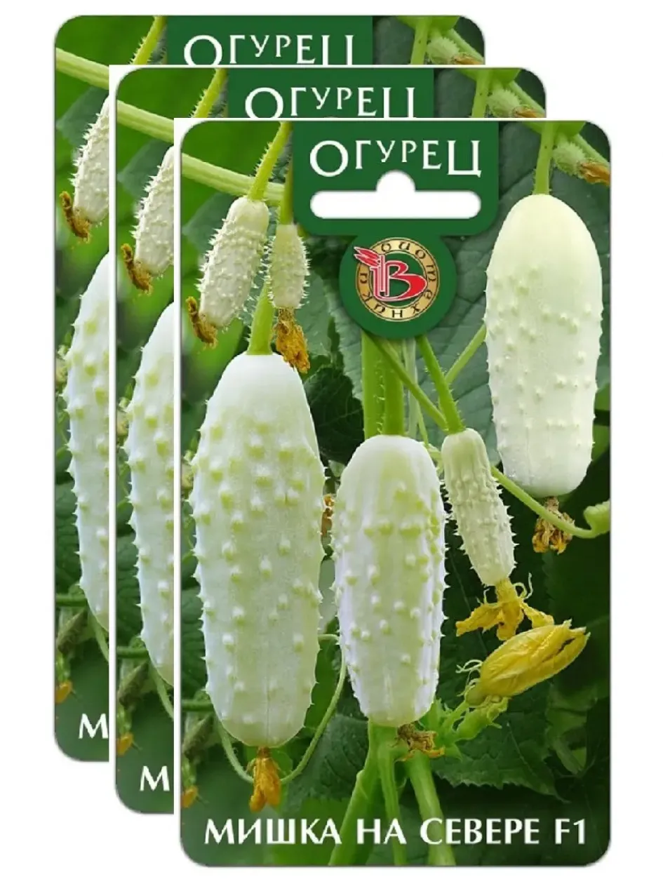 Огурец Мишка на Севере